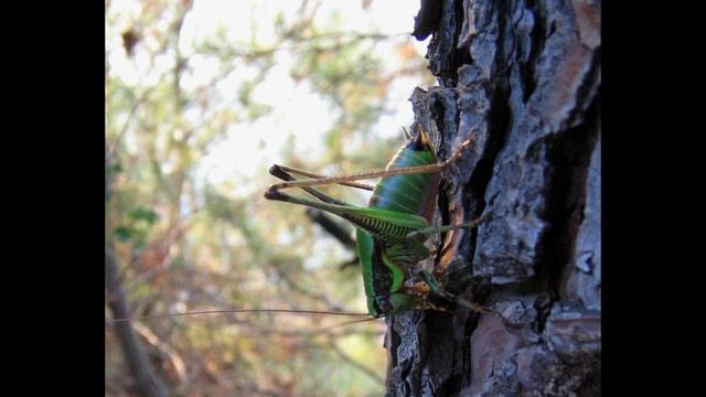 Kap Kamenjak HQ ( PowerShot A400 )