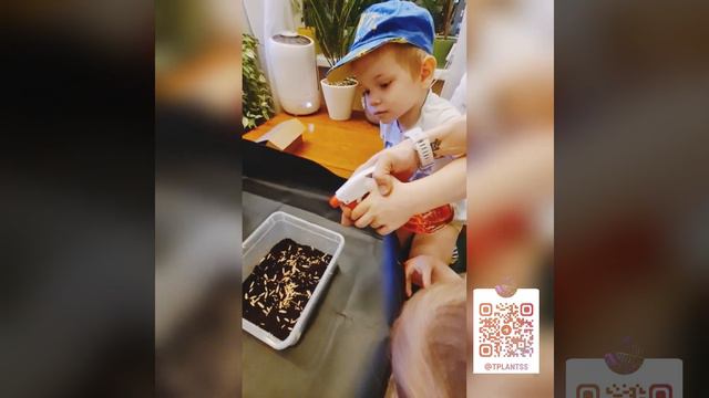 Выращиваем траву с детьми с нуля. Учимся уходу за растениями смотреть онлайн