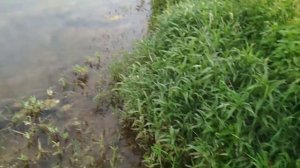 Рыбалка на отводной поводок.Щука на отводной поводок.