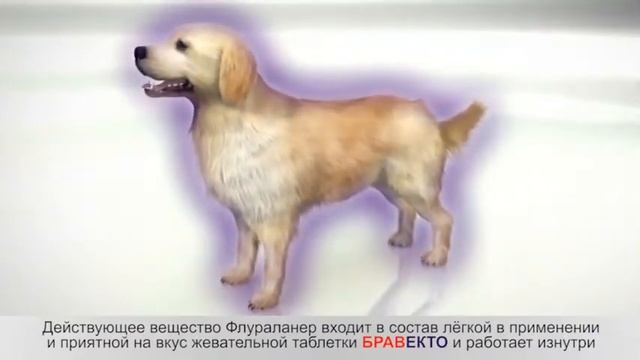 Новое средство Бравекто смотреть онлайн