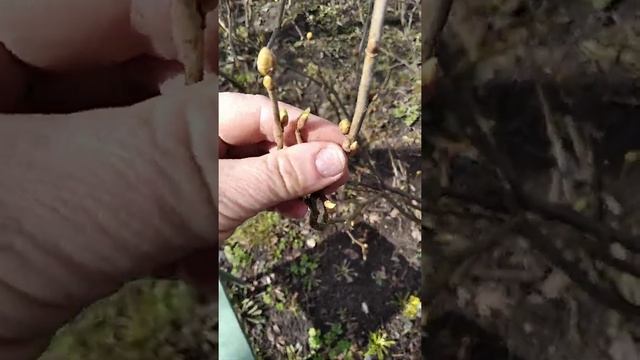 Вредители смородины на огороде / Отличия Больной и Здоровой почки Черной Смородины смотреть онлайн