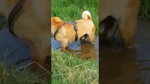 SharPei Rudi смотреть онлайн