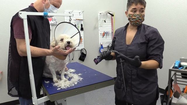 Grooming A Super Mean Maltipoo смотреть онлайн