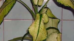 Почему желтеют листья у Диффенбахии? Причины пожелтения листьев.