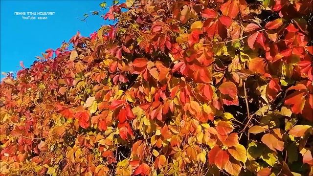 ДИКИЕ ГУСИ,УЛЕТАЮЩИЕ НА ЗЕЛЁНЫЕ ЛУГА В ТЁПЛЫЕ СТРАНЫ. ОСЕННЕЕ ЗОЛОТОЕ НАСТРОЕНИЕ,НО НЕ ХАНДРА! смотреть онлайн