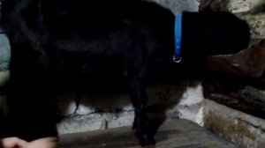 Пробую определить сукозность коз ...