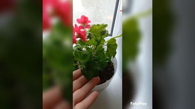 Цветок делает эту жизнь открытой, мне нравится цветок в мире, он очень красивый и привлекает женщин смотреть онлайн