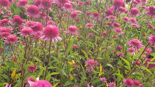 Ežiuolė (Echinacea) ‘Secret Affair’
, Ežiuolė (Echinacea) ‘Southern Belle’ смотреть онлайн