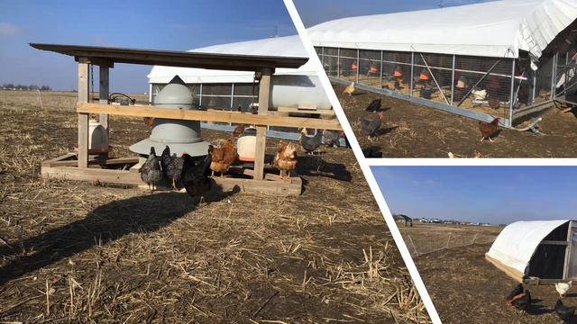 Backyard Chickens and Egg Production Webinar смотреть онлайн
