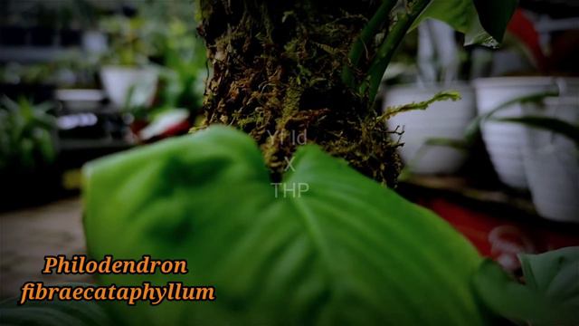 Philodendron Fibraecataphyllum