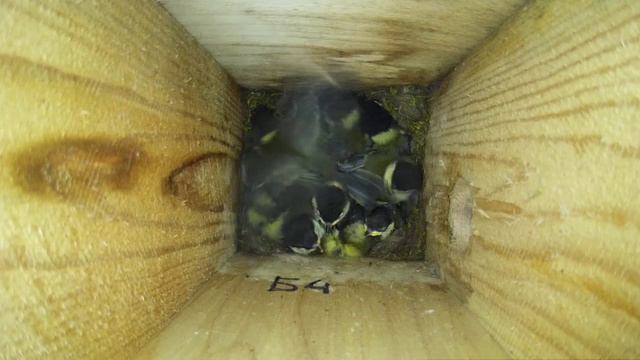 Птенцы большой синицы разминают крылья перед вылетом из гнезда ( Parus major ) смотреть онлайн