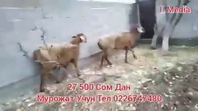 ЧЕМПИОН КУЙЛАР СОТИЛАДИ ХАРХИЛИДАН БОР смотреть онлайн