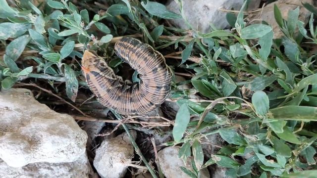 Гусеница бабочки Бражник подмаренниковый.. смотреть онлайн