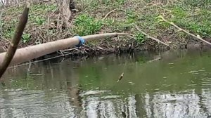 Рыбалка на головля весной!Попловок