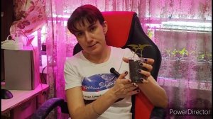 полив рассады через поддон ??