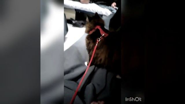 Наша принцесса первый раз едет на поезде ! 💥🐱 смотреть онлайн