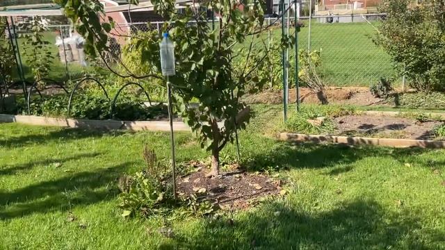 Маленькая прогулка по саду. Сорта инжира Ciccio Nero, Fico Bianco смотреть онлайн