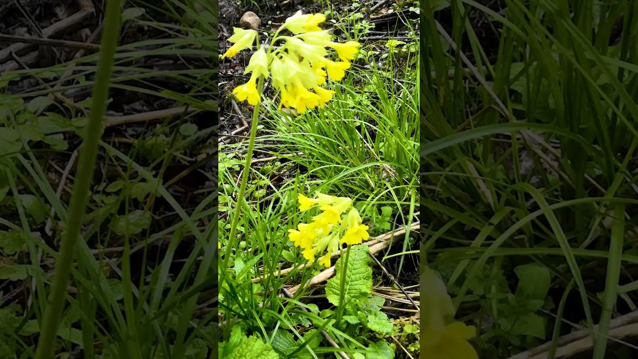 With the First Day of Spring смотреть онлайн