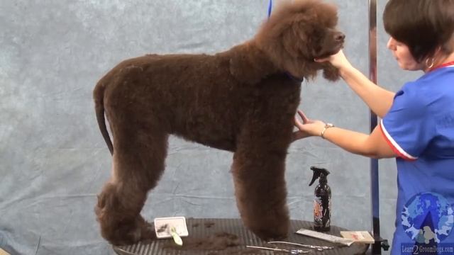 Grooming the Irish Water Spaniel Part 1 смотреть онлайн