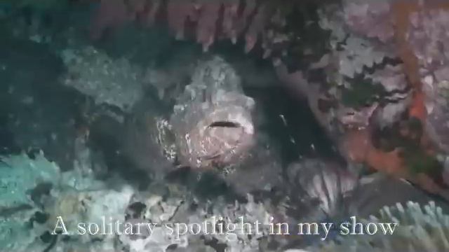 Juan Luis Guerra CARIBBEAN BLUES with lyrics смотреть онлайн