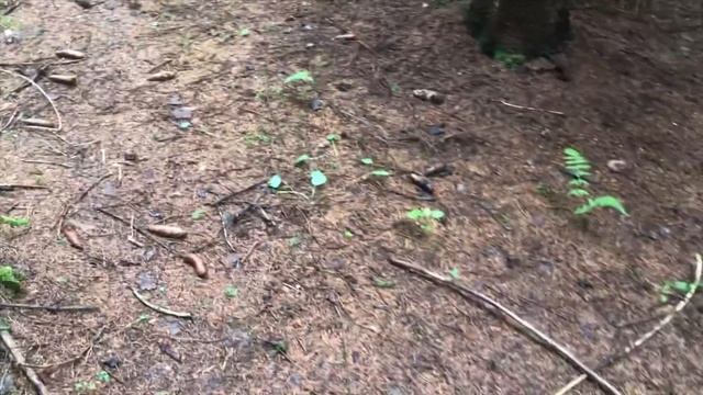 Много грибов! Белые грибы захватили леса! смотреть онлайн