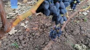 Виноград Смешарики(Шульга А. И.) виноградник Король В. Н. г. Краснодар 2023год