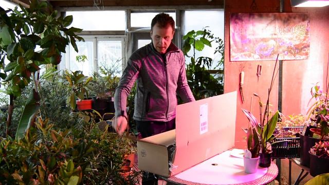Unbox your Weihnachts-Orchideen - Frische Orchideen vom Orchideen-Zentrum - Alles über Orchideen #8 смотреть онлайн