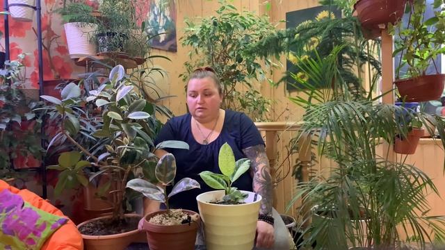 Фикус в доме. Приметы, суеверия. Фикус каучуконосный, виды фикуса. Тайны фикуса. Фикус по фен-шуй.