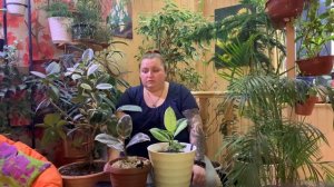 Фикус в доме. Приметы, суеверия. Фикус каучуконосный, виды фикуса. Тайны фикуса. Фикус по фен-шуй.