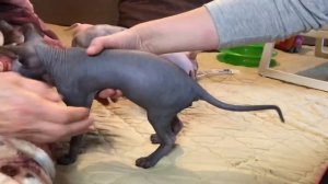 Прививка ?для котёнка Сфинкса в домашних условиях