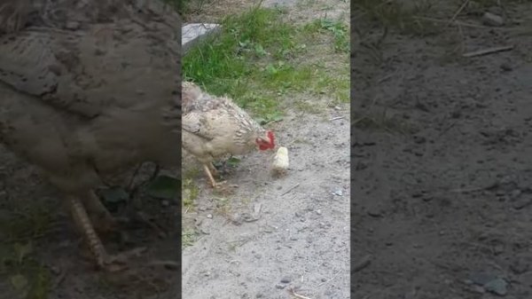 Курица и цыпленок.