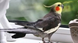 Песня для кореллы, свист из «Ну, погоди!» обучение попугая петь, свист для попугая