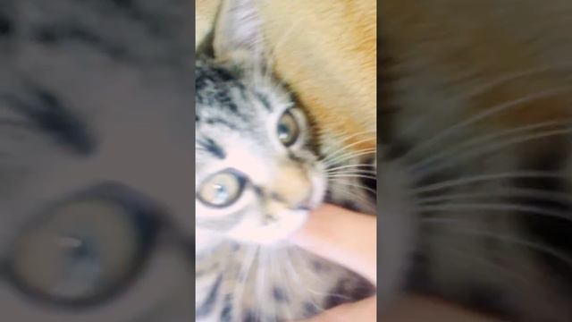 Котёнок красивого окраса смотреть онлайн