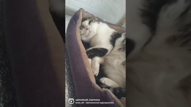 Тюлень ленивый смотреть онлайн