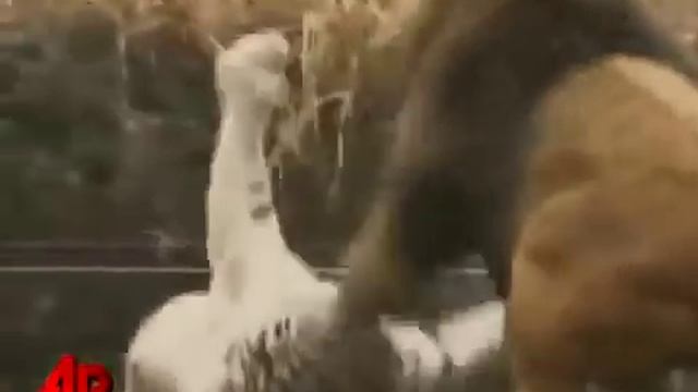 Белый тигр против африканского льва смотреть онлайн