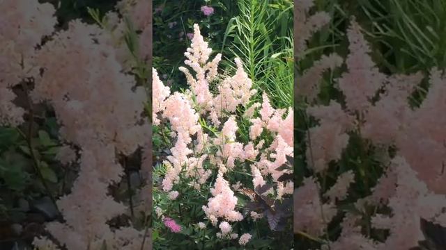 Light pink false spirea & Spiraea japonica💖✨ смотреть онлайн