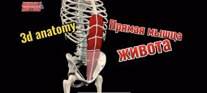 3d anatomy. Прямая мышца живота.