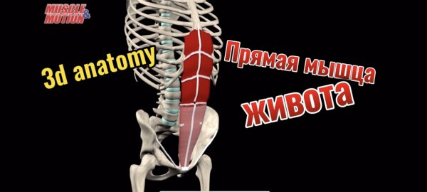 3d anatomy. Прямая мышца живота.