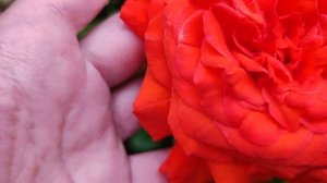 РОЗА🌹 ,,САЛИТА,,В СРАВНЕНИИ С РОЗОЙ 🌹,,МАЙН ТАУЭР,,