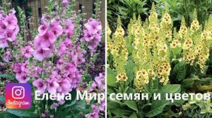 Сею эти цветы в июне. Они порадуют роскошным цветением в следующем году. Часть 2