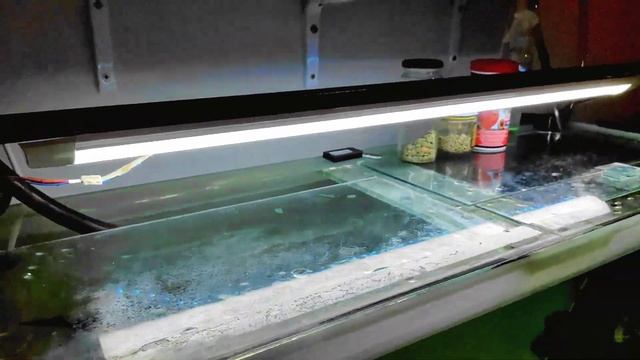 Аквариум с астронотусами и фитофильтром 220 литров, бесперебойник смотреть онлайн