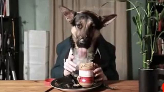 Культурная собака есть за столом )) смотреть онлайн