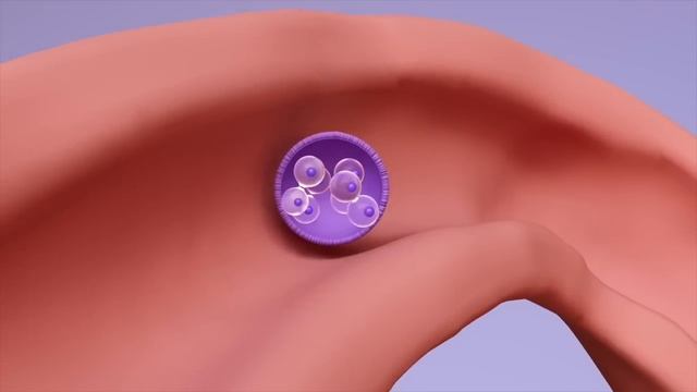 How Fertilization happens | 3D Animation смотреть онлайн