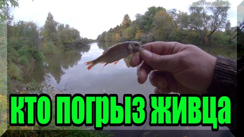 Поставил поставухи(донки) на живца на Жиздре. Что попалось за ночь? Проверяем... смотреть онлайн
