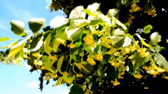 Липовый цвет. Видеосъемка смотреть онлайн