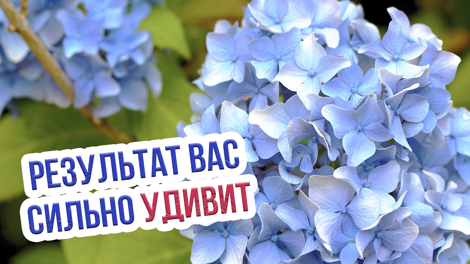 Чем следует удобрять гортензию? Как подкормить и ухаживать за гортензией крупнолистной смотреть онлайн