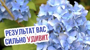 Чем следует удобрять гортензию? Как подкормить и ухаживать за гортензией крупнолистной