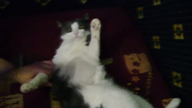 Кошку надо пылесосить, обязательно смотреть онлайн