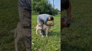 что делать при остановке желудка у барана, лечение барана, встал желудок