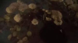 Белый-белый-белый вечер, белый-белый-белый снег,вот уже погасли свечи,  тебя всё нет и нет(наброски